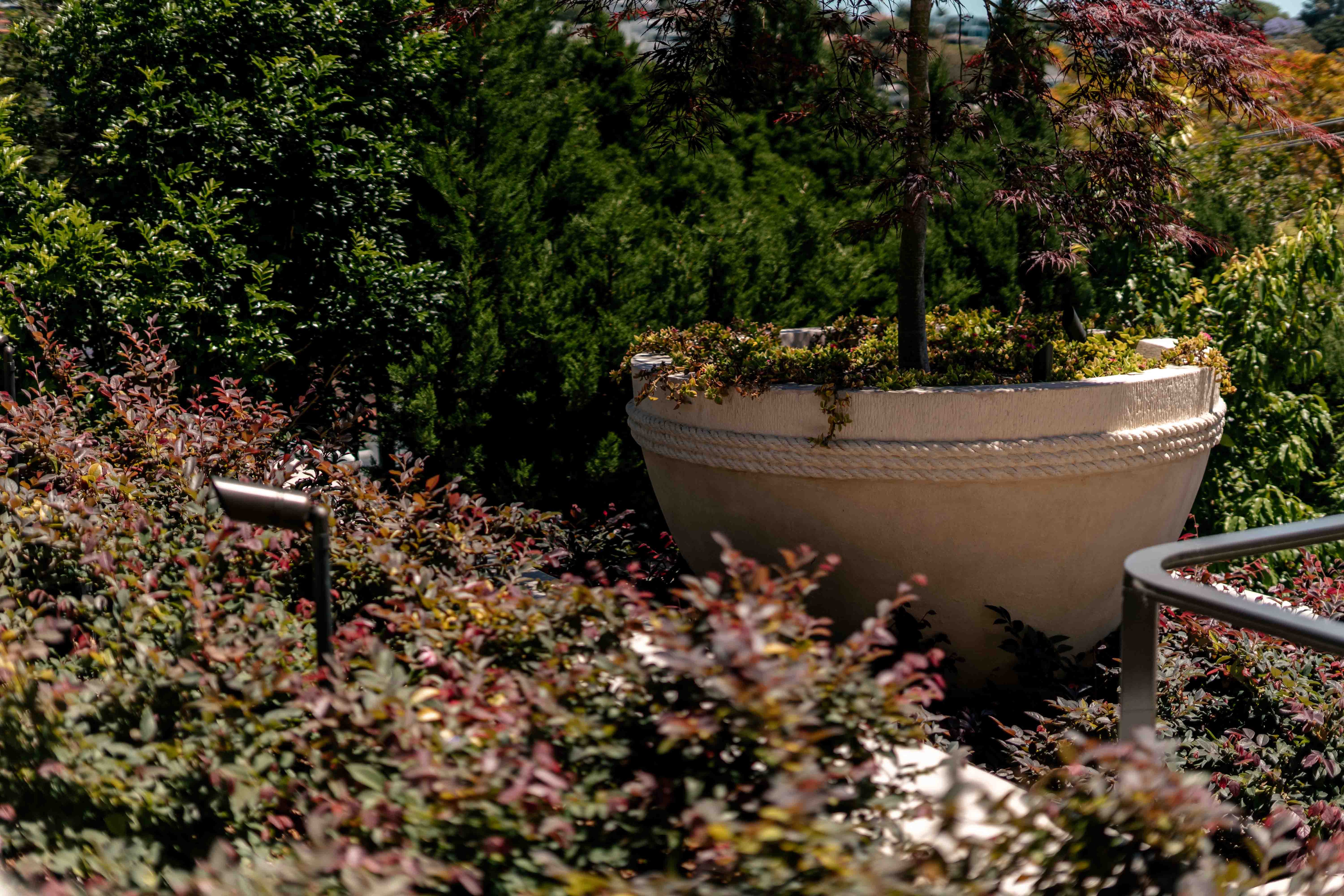 Tolima Planter
