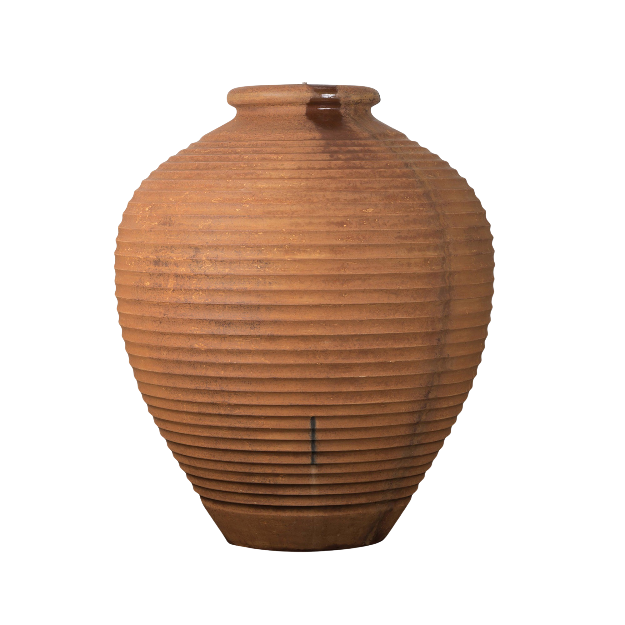 Cyprus Urn Giant